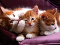 Imagenes #146