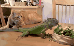 Cat Watches Lizard Eat #1