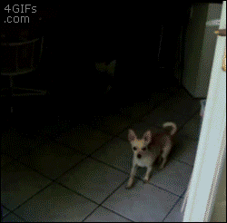 Forgifs.com, Confused dog invisible glass door