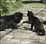 Cat Puts Dog in a Sleeper Hold #1