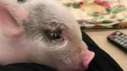 Pig #10