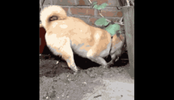 Inside The Thoughts of a Dog #1
