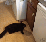 Cat #32