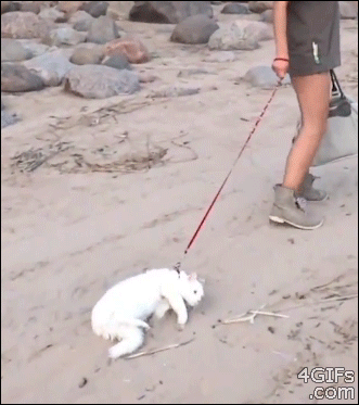 Forgifs.com, Lazy beach cat dragged