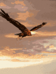 Volando #36