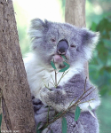 Koala #1
