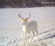 Wisconsin White Deer Surprised by His Own Antlers  #1