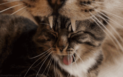 Oh Great The Cats Yawn Opened The Portal to Infini #1