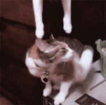 Cat Love #1