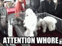 Attention whore #79