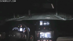 Dog Car Thief #1