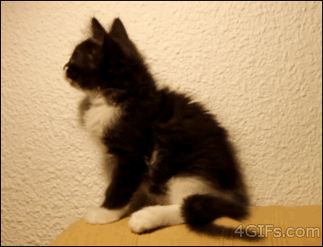 Forgifs.com, Kitten attacks own tail falls