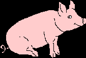 Pig #47
