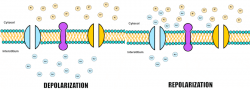 Membrane #9