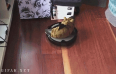 Gato #73