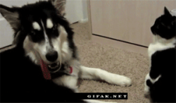 Perro #8
