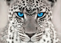 Cats #13