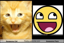 Cat #1