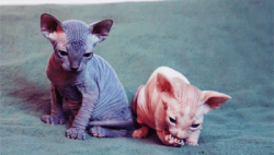 Sphynx #2