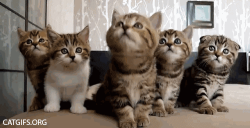 Kittens #11