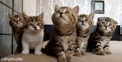 Cat #65