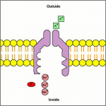 Membrane #11