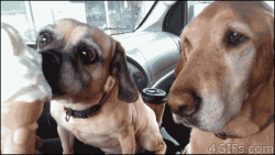 Perro #65