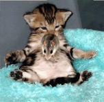 Gatos #97