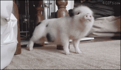 Pig #36