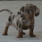 Dachshund #1