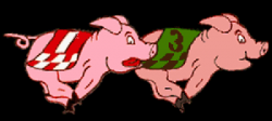Pig #43