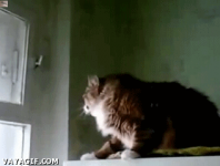 Gato #49