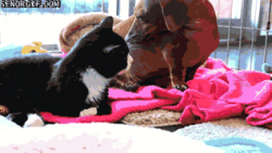 Dachshund And His Special Cat Friend #1