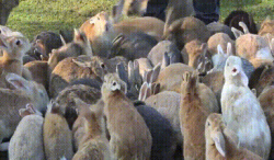 Meanwhile in Japans Rabbit Island #1