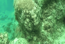 Cloaked Squid #1