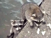 Raccoon Family And Bread Scraps #1