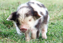 Piglets #1