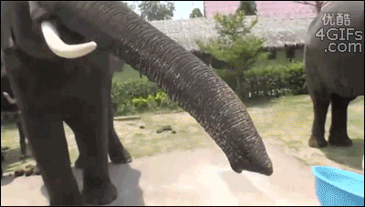 Senorgif.com, Elephant Eats Smartphone