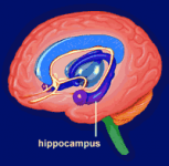 Brain #20