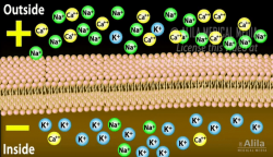 Membrane #4