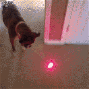 Forgifs.com, Dog laser pointer