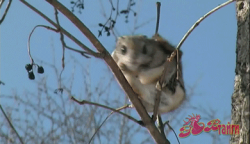 Breakfast for a Flying Squirrel #1