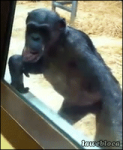 Chimpance #3