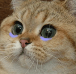 Cat #71