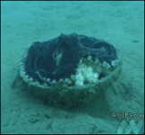 Octopus Owns a Hubcap #1