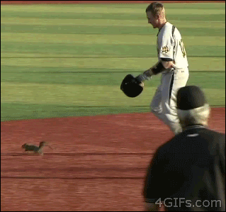 Forgifs.com, Squirrel baseball helmet