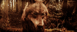 Wolf #6