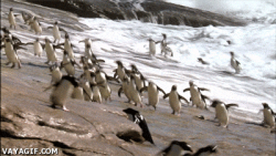 Pinguinos #2