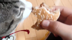 A Cat Eating a Cheezburger #1