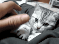 Gatos #66